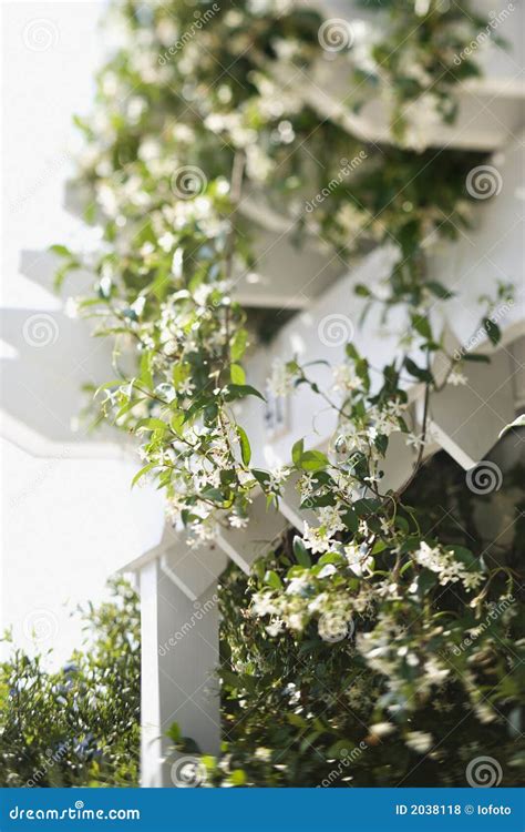 Flowering Vine Growing On Trellis. Stock Photo - Image: 2038118