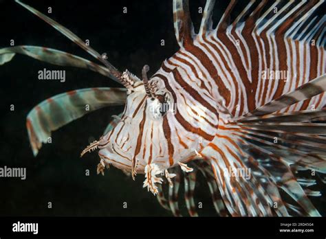 Common Lionfish Pterois Volitans Raja Ampat West Papua Indonesia