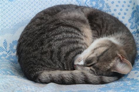 Cat Curled Up Sleeping Stock Image Image Of Gray Relax