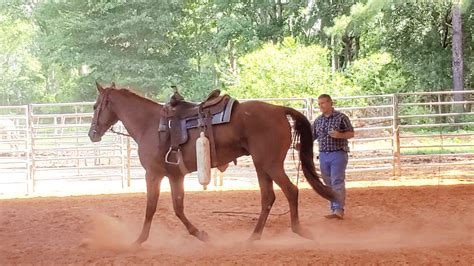 Understanding Horse Behavior: A Comprehensive Guide - Help With My Horse