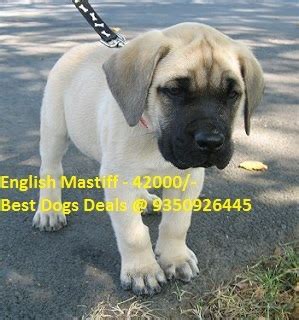 English Mastiff Puppies at Best Price in Faridabad, Haryana | Best Dogs ...