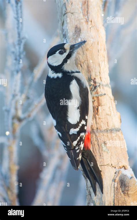 great spotted woodpecker Stock Photo - Alamy