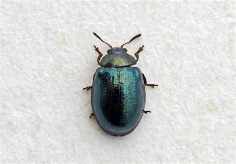 Plagiodera Versicolora 4170