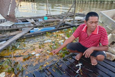 Minyak Sawit Tumpah Di Sungai Mahakam Kg Lebih Ikan Petambak Ini