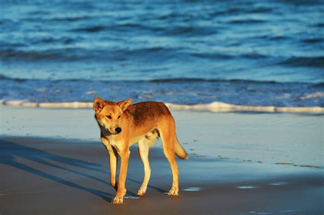 Are Dingoes Native To Fraser Island