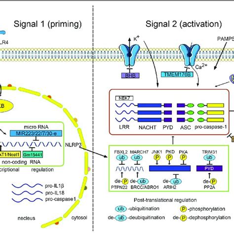 Pdf Inflammasome Activation And Regulation Toward A Better