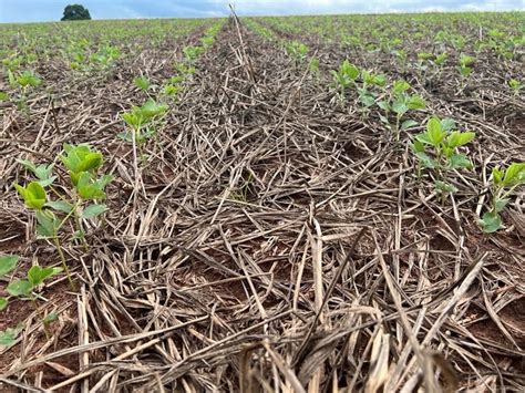 Agricultores Do Paran Pavimentam Caminho Para Futuro Da Agropecu Ria