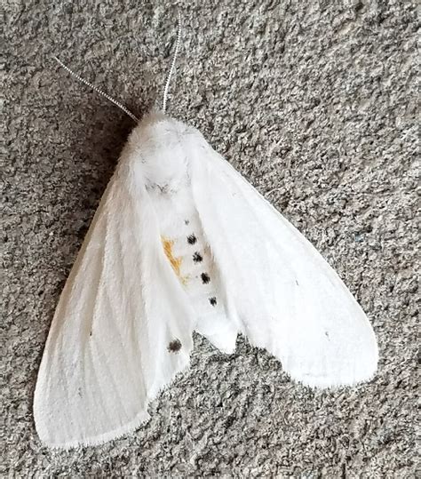 Spilosoma Virginica Virginian Tiger Moth Spilosoma Virginica