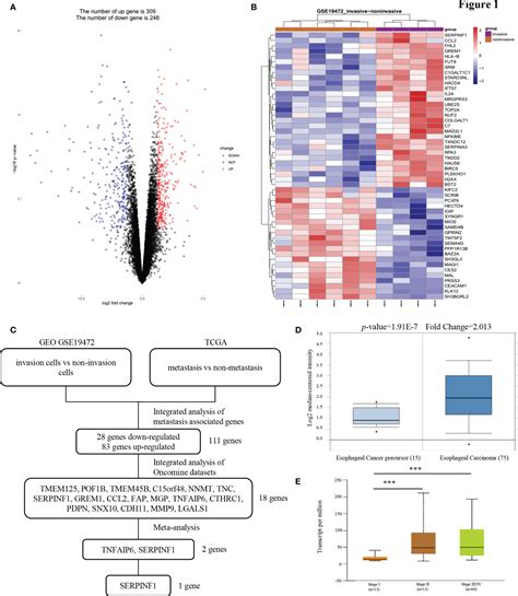 Frontiers Upregulation Of Pedf Predicts A Poor Prognosis And Promotes