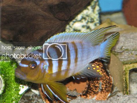 mbuna identification | Cichlid Fish Forum