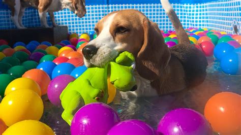 Pool Turns Into A Ball Pit Surprise For My Beagle Dogs Youtube