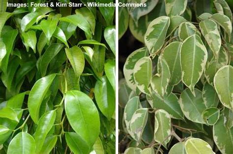 Types Of Ficus Trees Outdoors And Indoors Ficus Plants Pictures Included