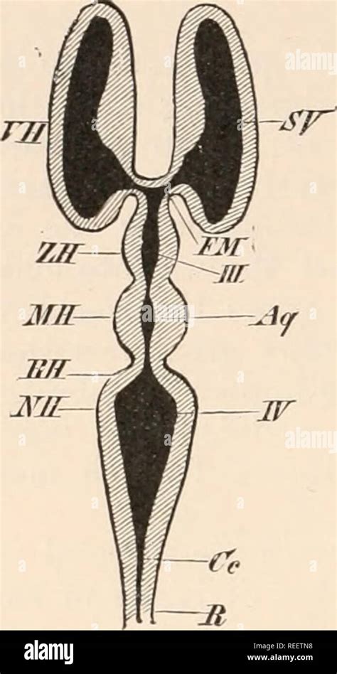 Foramen De Monro Fotos E Imágenes De Stock Alamy