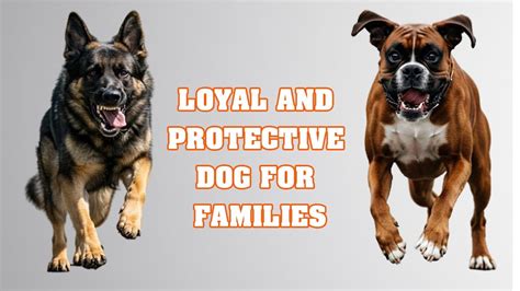 loyal  protective dog breeds  families youtube