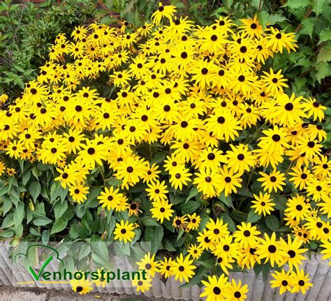 The Best Rudbeckia Fulgida Goldsturm Blad Artfrontzone