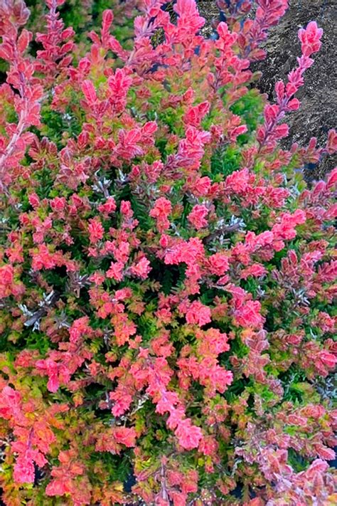 Buy Spring Torch Scotch Heather FREE SHIPPING Wilson Bros Gardens