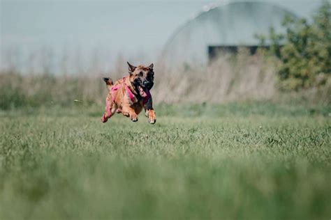 Dog Whistle Training: Learn The Best Way To Recall Your Dog