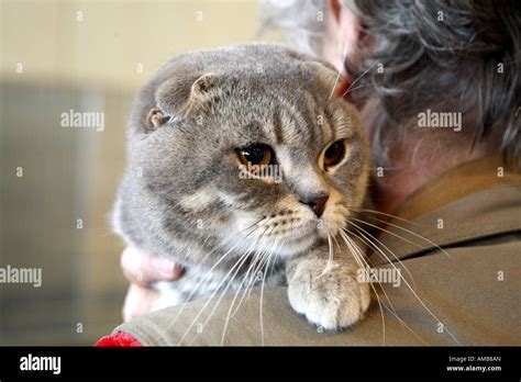 Scottish fold , folded ear cat Stock Photo - Alamy