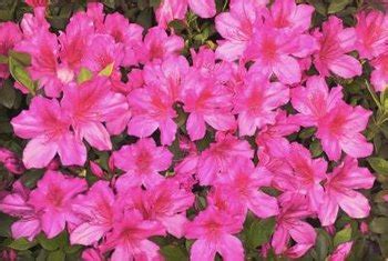 List of Dwarf Azaleas | Home Guides | SF Gate