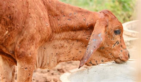 Breezy Explainer What Is Lumpy Skin Disease In Cattle Is It Safe To