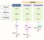 Missense Mutation - Definition, Types, Causes, Examples - Biology Notes ...