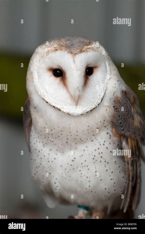 Birds Of Prey Stock Photo Alamy