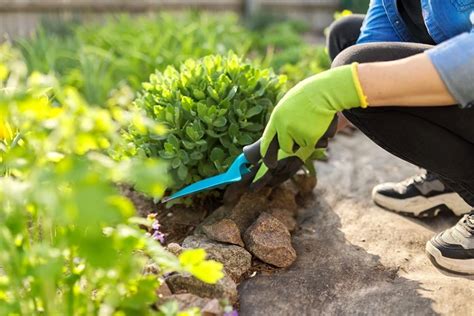 Effective Weed Control In Uk Flower Beds A Comprehensive Guide