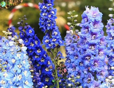 July Birth Flowers Larkspur And Water Lily Symbolism And Meaning