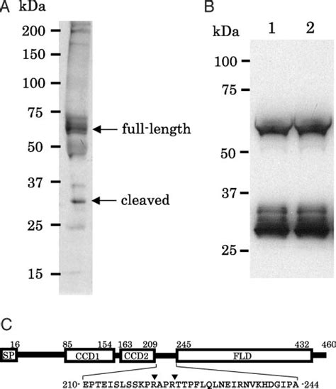 Cleavage Of Angptl3 In Vivo A Proteins Purified From Human Plasma Download Scientific Diagram