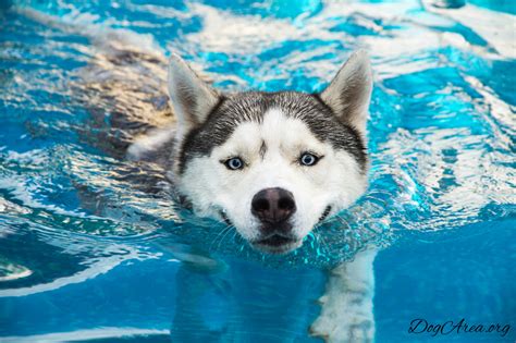 Do Huskies Like Water 8 Most Asked Questions Actually Answered Dogarea