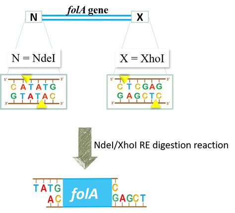 protocol  preparing ndei  xhoi double digest reactions bbs oer