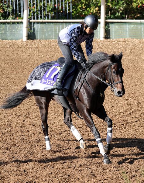 【マイルcs】ロータスランド上積み大きい「体も締まっていい状態」辻野師 競馬写真ニュース 日刊スポーツ