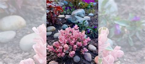 Очиток Пинки. Уличное растение. Седум купить в Севастополе | Товары для ...