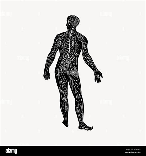 Human Nerve System Anatomy Vintage Drawing Vector Stock Vector Image