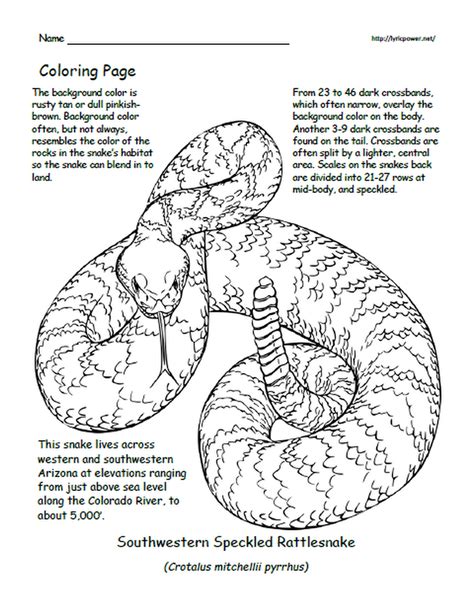 Rattlesnake Coloring Pages Printable Coloring Pages