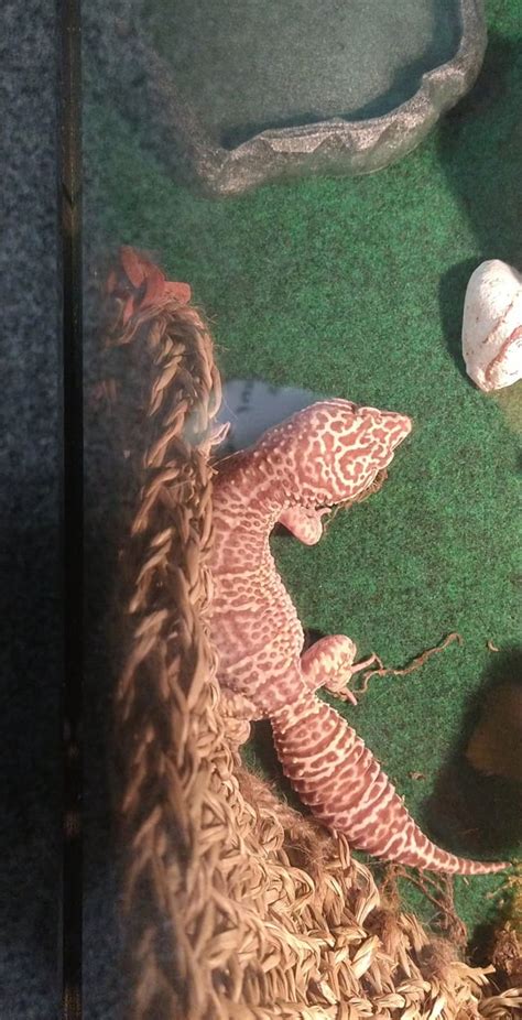 Does Anyone Have A Guess For What Morph He Might Be R Leopardgeckos