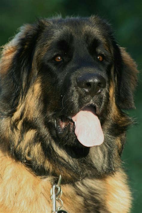 Pin By 昇達 李 On Leonberger Dog Giant Dog Breeds Leonburger Dog