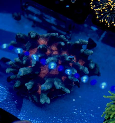 Dark Side Aquatics | Saint Cloud FL
