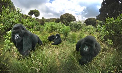 Days Gorilla Trekking Rwanda Intare Safaris