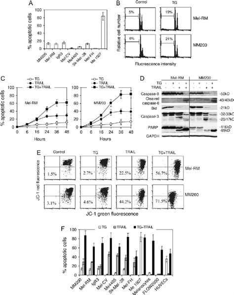 Tg Sensitizes Melanoma Cells To Trail Induced Apoptosis A Tg