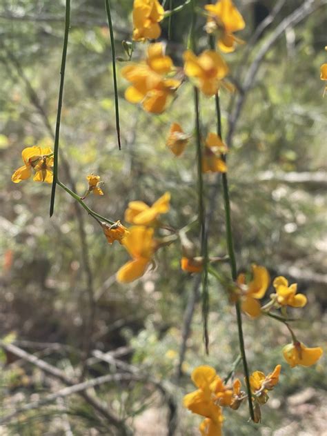 Winged Broom Pea From Eumundi Conservation Park Verrierdale QLD AU