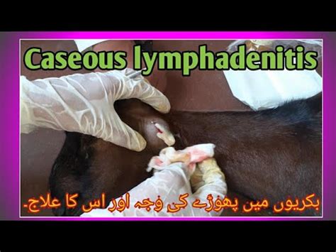 Abscess In Goats Caseous Lymphadenitis In Goats Wound Cleaning Dr