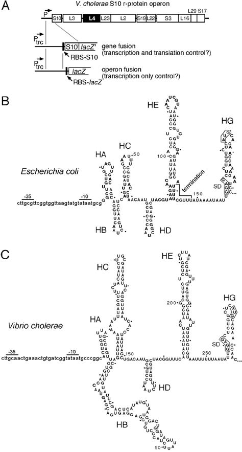 A Maps Of The V Cholerae S10 Operon And Plasmids Used For Targets Of