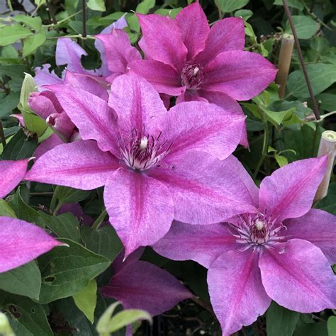 Clematis Rosalie Buy Clematis Perennials Online