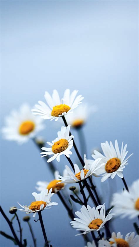 🔥 [60+] Daisy Phone Wallpapers | WallpaperSafari