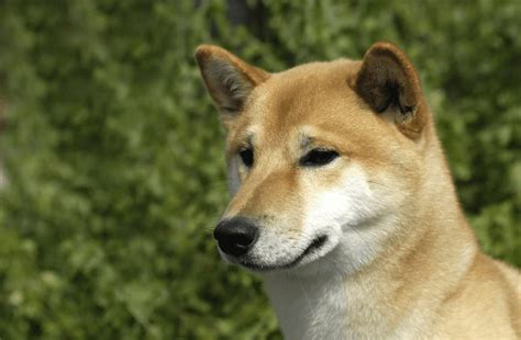 Canaan Dog Guide And Top Facts Animal Corner