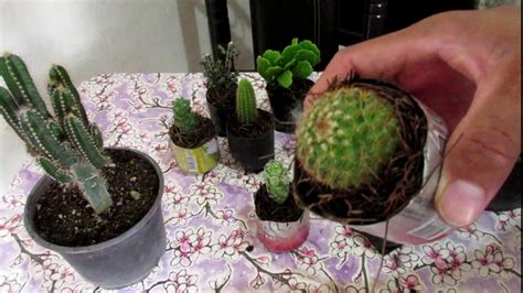 Como Cuidar Tus Cactus Muchos Cactus 33 Youtube