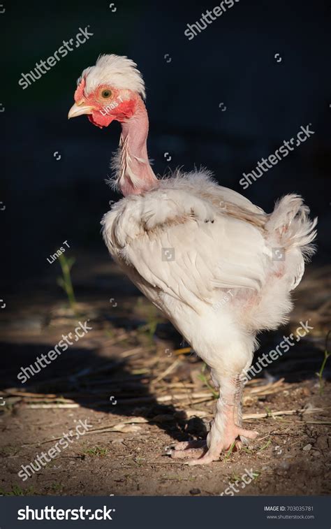 Naked Neck White Chicken Profile Stock Photo 703035781 Shutterstock
