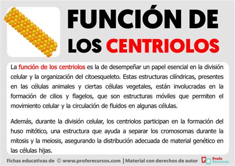 Funci N De Los Centriolos