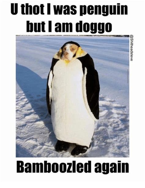 Funny penguin Memes